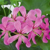 Balcon Light Purple Ivy Geranium