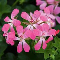 Balcon Ice Dance Pink Ivy Geranium