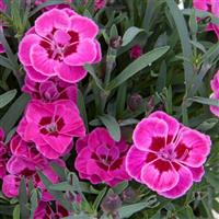 Purple Wedding<sup>®</sup> Dianthus