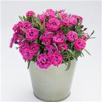 Purple Wedding<sup>®</sup> Dianthus