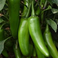 Pot-a-peño Pepper
