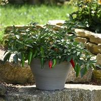Pot-a-peño Pepper