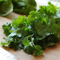 Santo Cilantro Sativum