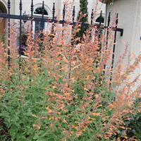 Agastache aurantiaca Coronado