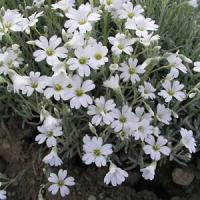 Cerastium tomentosum Silver Carpet