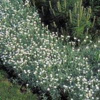 Cerastium tomentosum Silver Carpet