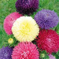 Gala Mix Cut Flower Aster