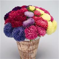 Gala Mix Cut Flower Aster