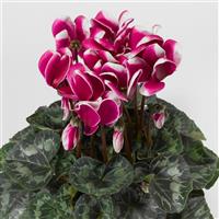 Snowridge Maxi Purple Cyclamen