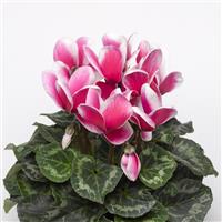 Snowridge Maxi Rose Cyclamen