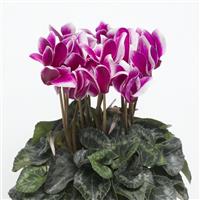 Snowridge Midi Purple Cyclamen