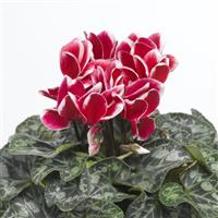 Snowridge Midi Scarlet Cyclamen