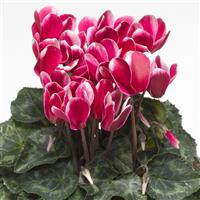 Snowridge Midi Wine Cyclamen