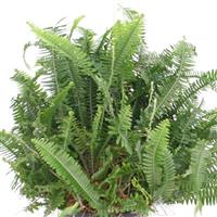 Jesters Crown Fern Nephrolepis Obliterata