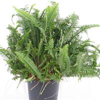 Jesters Crown Fern Nephrolepis Obliterata
