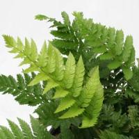 Fern Polystichum Rigens 