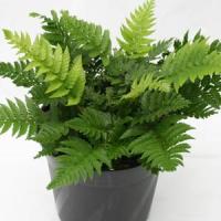Fern Polystichum Rigens 