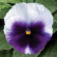 Delta Premium Beaconsfield Pansy
