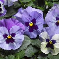Delta Premium Marina Pansy