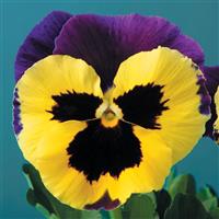 Delta Premium Yellow Purple Wing Pansy