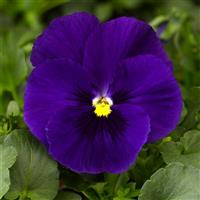 Delta Premium Deep Blue Pansy