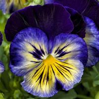 Delta Premium Blue Morpho Pansy