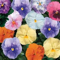 Delta Watercolors Mix Pansy