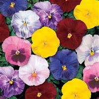 Delta Monet Mix Pansy