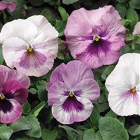 Delta Pink Shades Pansy