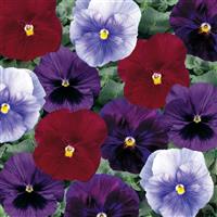 Delta Berry Tart Mix Pansy
