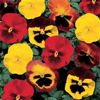 Delta Blaze Mix Pansy