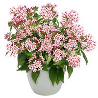 Graffiti 20/20 Appleblossom Pentas