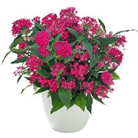 Graffiti 20/20 Cranberry Pentas