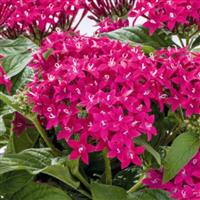 Graffiti 20/20 Fuchsia Pentas