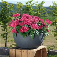 Graffiti 20/20 Fuchsia Pentas
