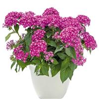 Graffiti 20/20 Lavender Pink Pentas