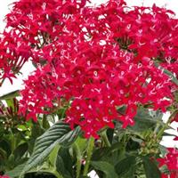 Graffiti 20/20 Ruby Pentas