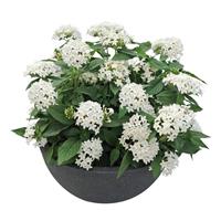 Graffiti 20/20 White Pentas