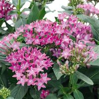 Graffiti 20/20 Ultra Violet Pentas