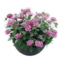 Graffiti 20/20 Ultra Violet Pentas