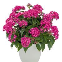 Graffiti 20/20 True Pink Pentas