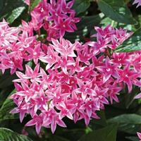 Graffiti 20/20 Flirty Pink Pentas