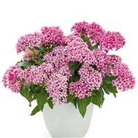 Graffiti 20/20 Flirty Pink Pentas