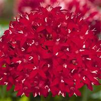 Graffiti OG Red Velvet Pentas