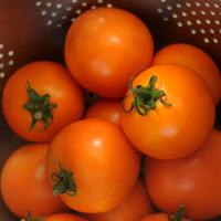 Solar Power Tomato