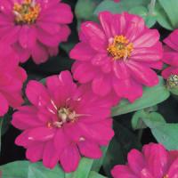 Profusion Double Cherry Zinnia