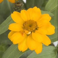 Profusion Double Golden Zinnia
