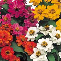 Profusion Double Mix Zinnia