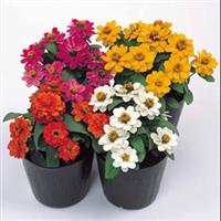 Profusion Double Mix Zinnia
