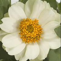 Profusion Double White Zinnia